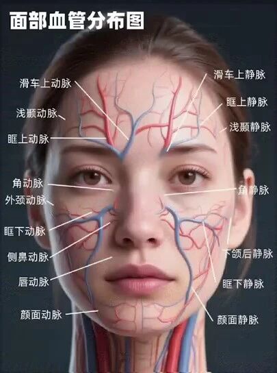 Four high-risk facial vascular zones